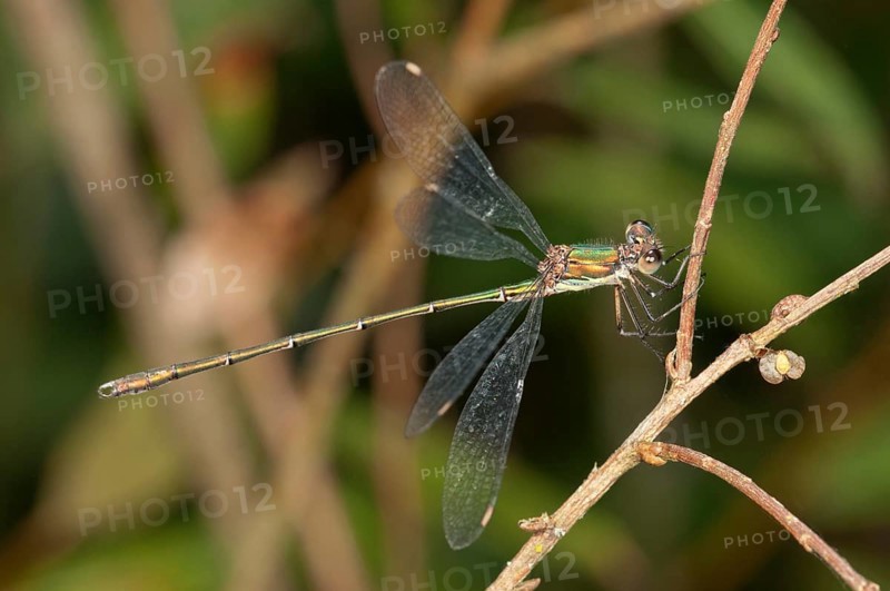 Western Willow Spreadwing (Lestes viridis) Untergroeningen