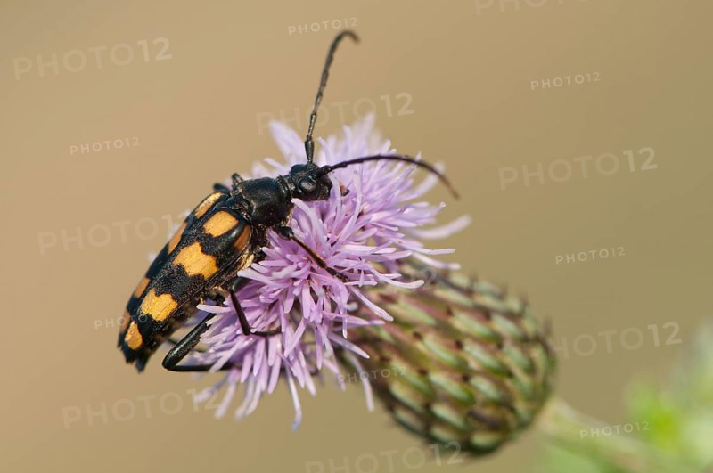 Capricorn beetle (Strangalia attenuata)