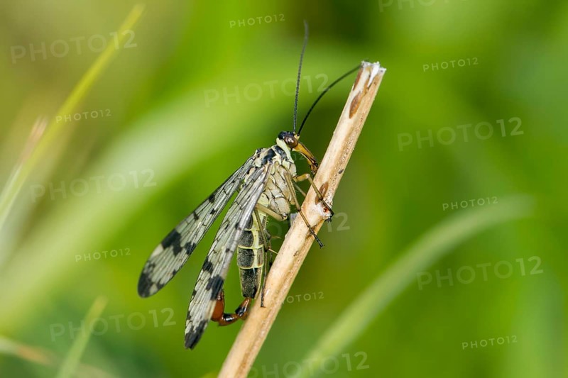 Scorpion Fly (Panorpa communis)