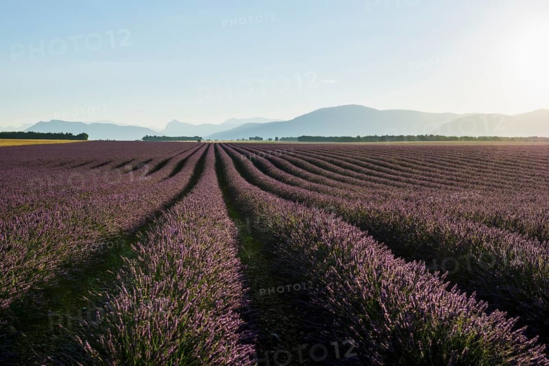 Lavender field