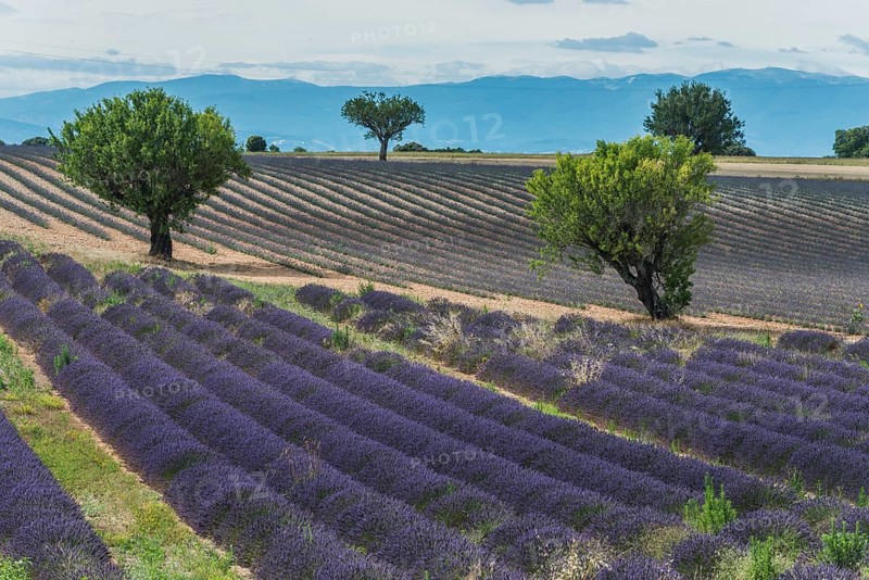 Blooming lavender field