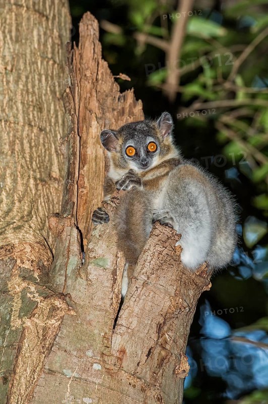White-footed Sportive Lemur (Lepilemur leucopus) in a tree hole