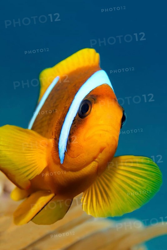 Red Sea clownfish (Amphiprion bicinctus) in front of Anemone