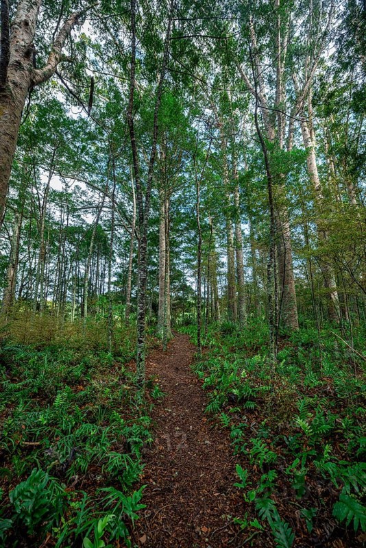 Path through Kauri Forest