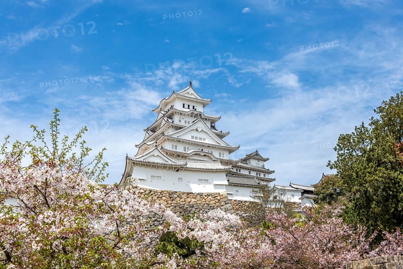 Blossoming cherry trees