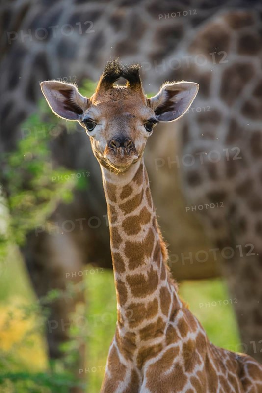 Angolan Giraffe (Giraffa camelopardalis angolensis)