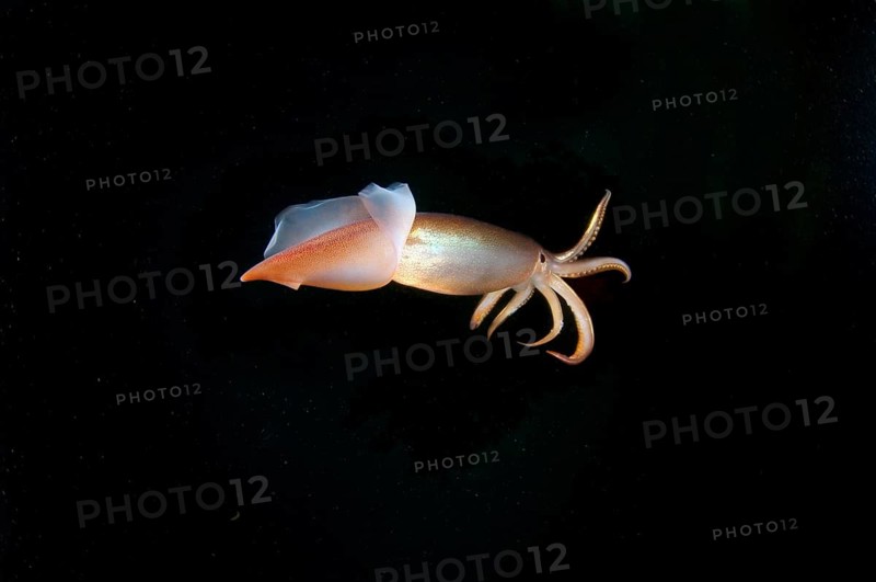 Japanese common squid or Japanese flying squid (Todarodes pacificus)