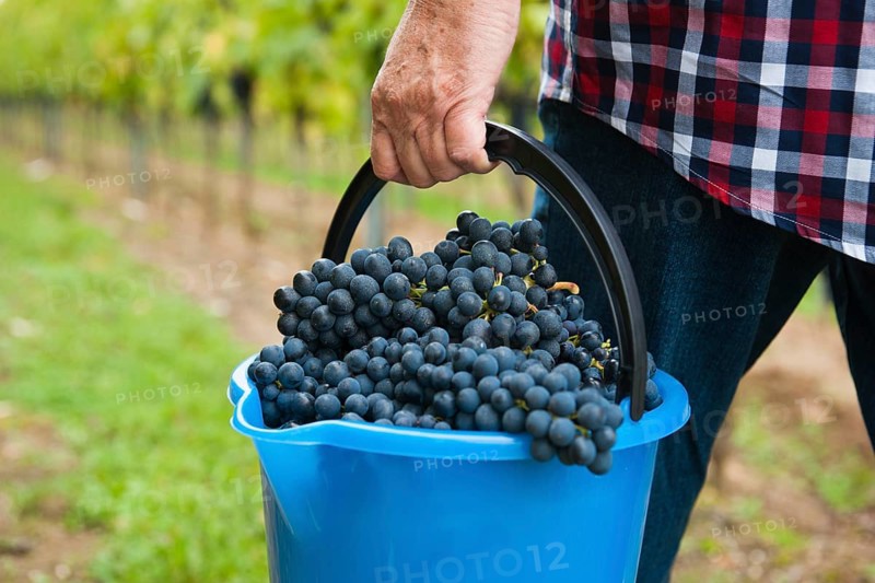 Winemaker or vintner harvesting grapes in his vineyard