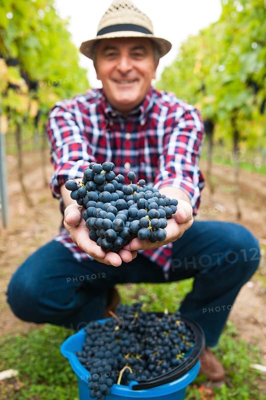 Winemaker or vintner harvesting grapes in his vineyard