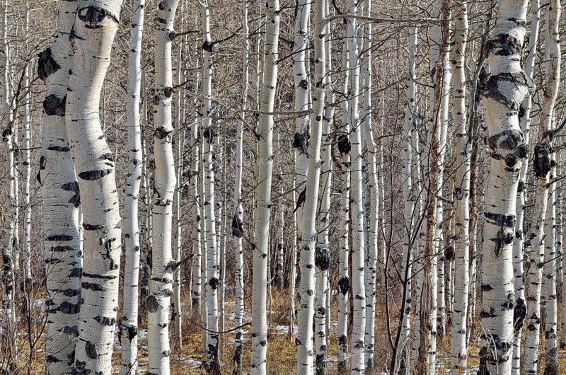 Trunks of Common Aspen or Quaking Aspen (Populus tremula)