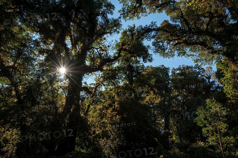 Backlit forest