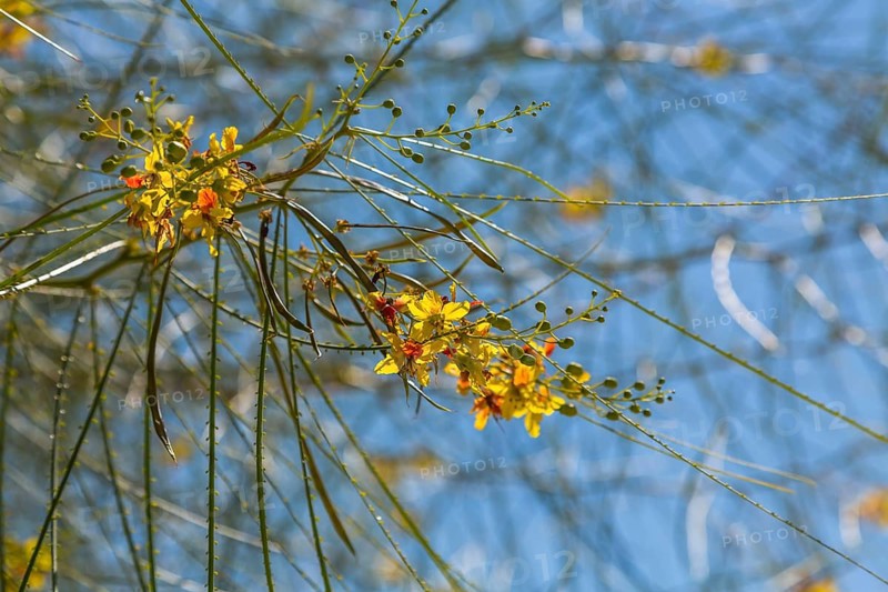 Poinciana