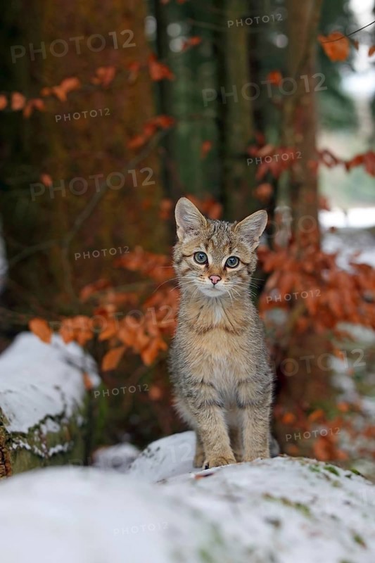Wildcat (Felis silvestris)