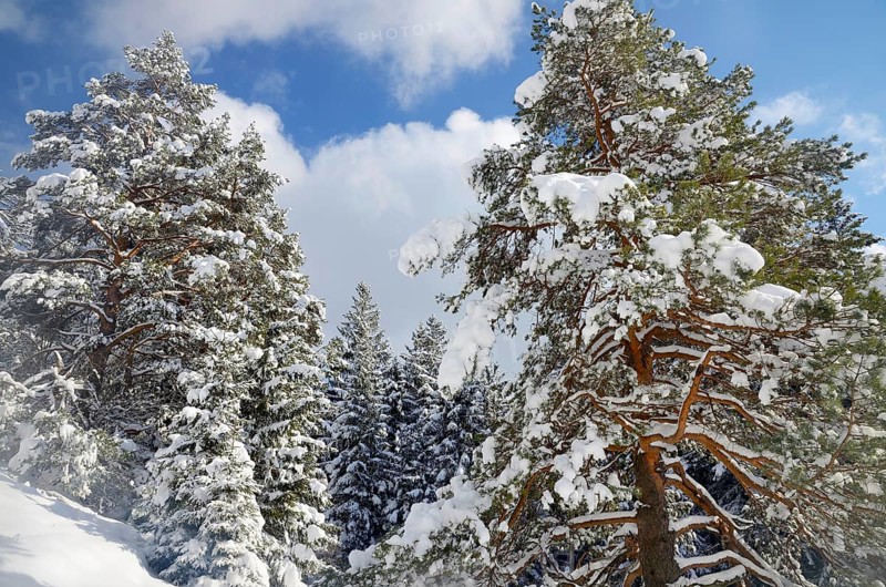 Snow-covered spruce trees (Picea abies) and pine trees (Pinus sylvestris) in a mountain forest