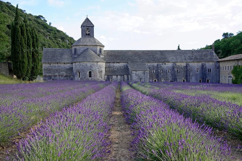 Cistercian Senanque Abbey with lavender field