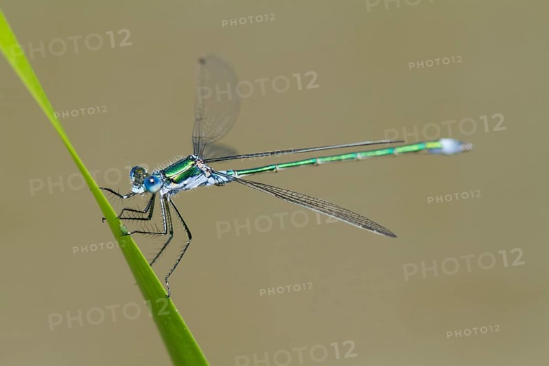 Emerald Damselfly (Lestes sponsa)