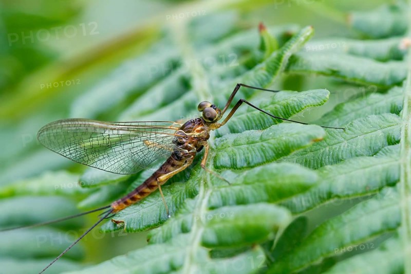 Mayfly (Ephemeridae)