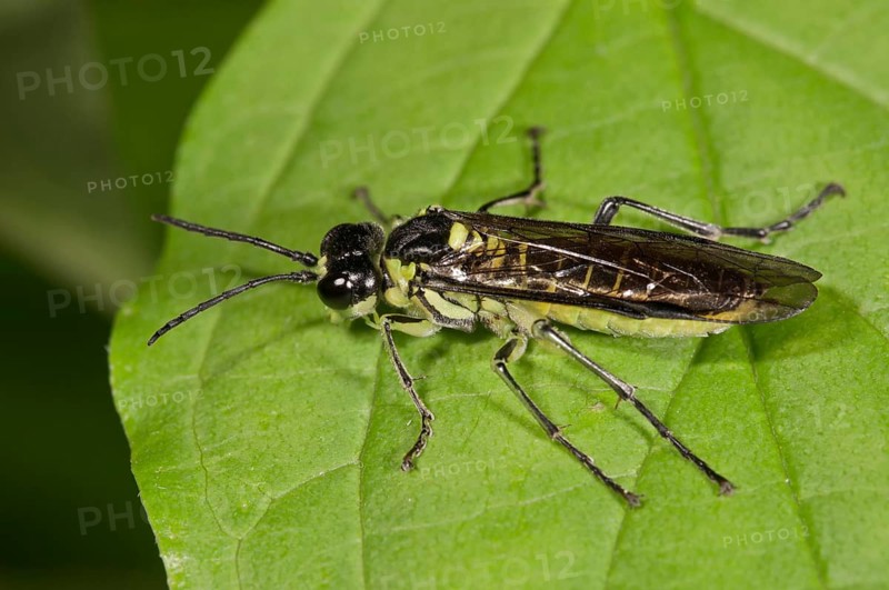 Sawfly species (Rhogogaster viridis)