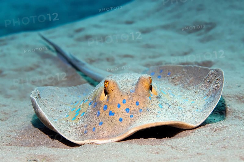 Bluespotted ribbontail ray (Taeniura lymma) on sandy bottom