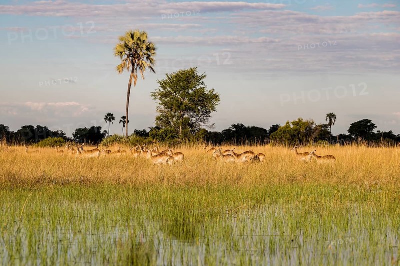 Impalas (Aepyceros melampus)