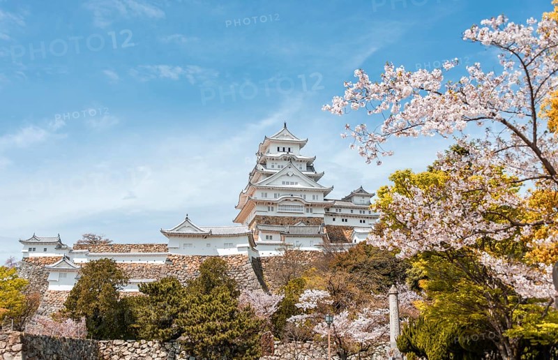 Blossoming cherry trees
