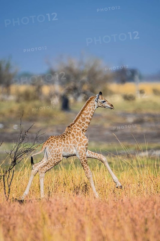 Angolan Giraffe (Giraffa camelopardalis angolensis)