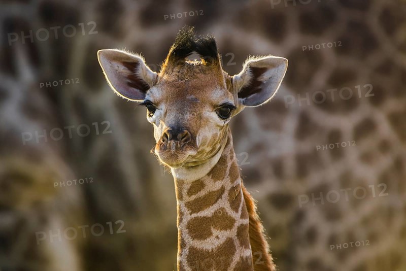 Angolan Giraffe (Giraffa camelopardalis angolensis)