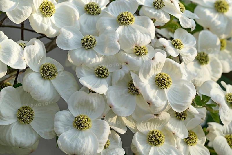 Pacific Dogwood (Cornus nuttallii)