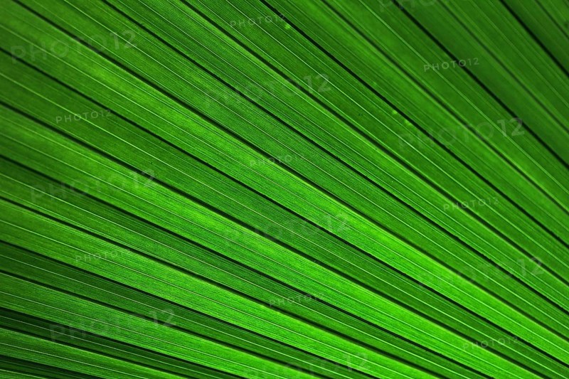 Palm frond