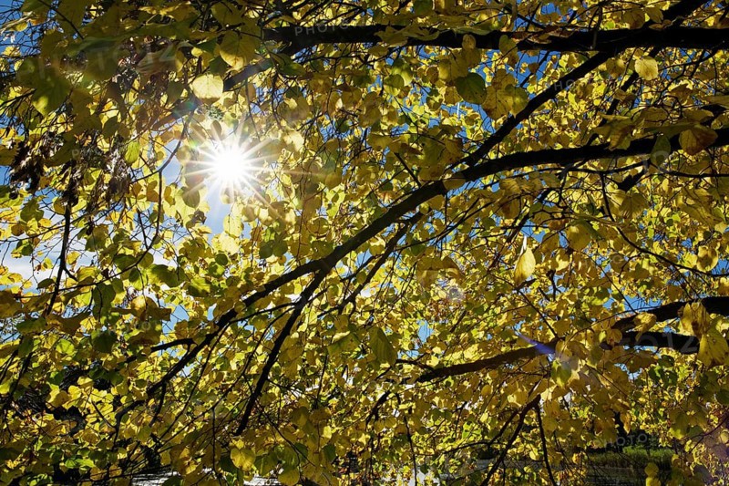Large-leaved Linden (Tilia platyphyllos) in autumn