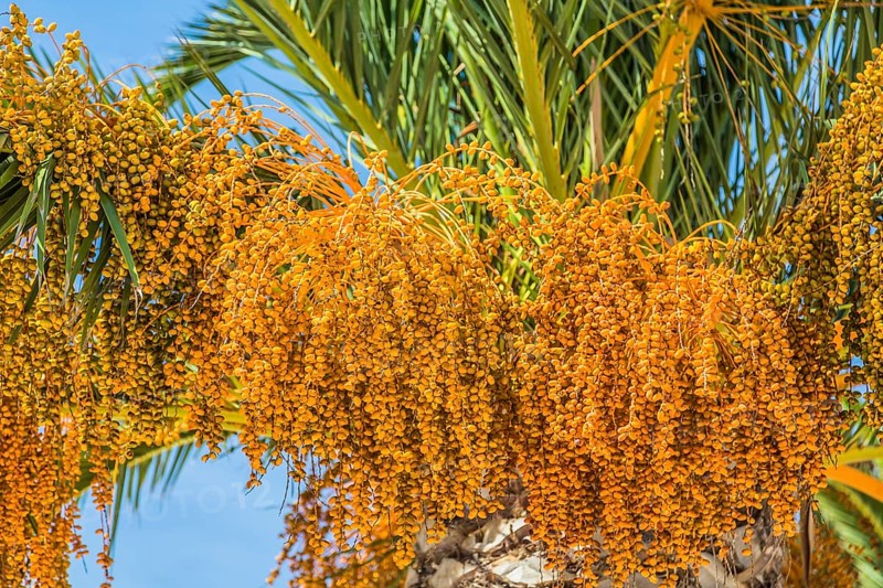 Date palm (Phoenix sp.)