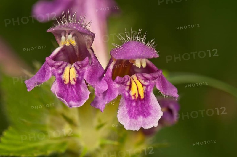 Downy hemp-nettle (Galeopsis pubescens)
