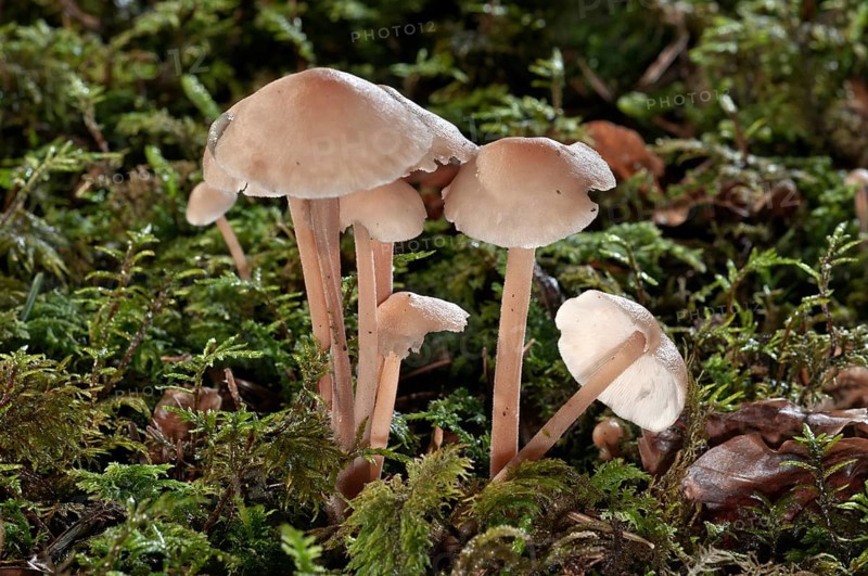 Clustered Toughshank (Gymnopus confluens)