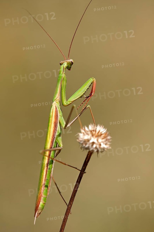 European mantis (Mantis religiosa)