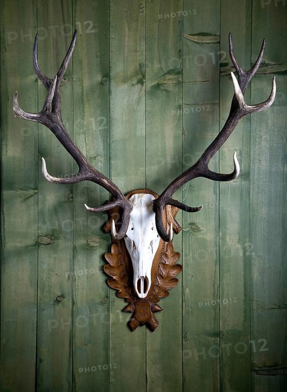 Hunting trophy