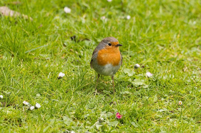 Robin (Erithacus rubecula)