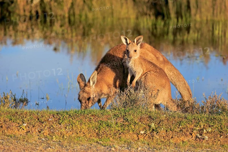 Eastern Grey Kangaroo (Macropus giganteus) female with joey