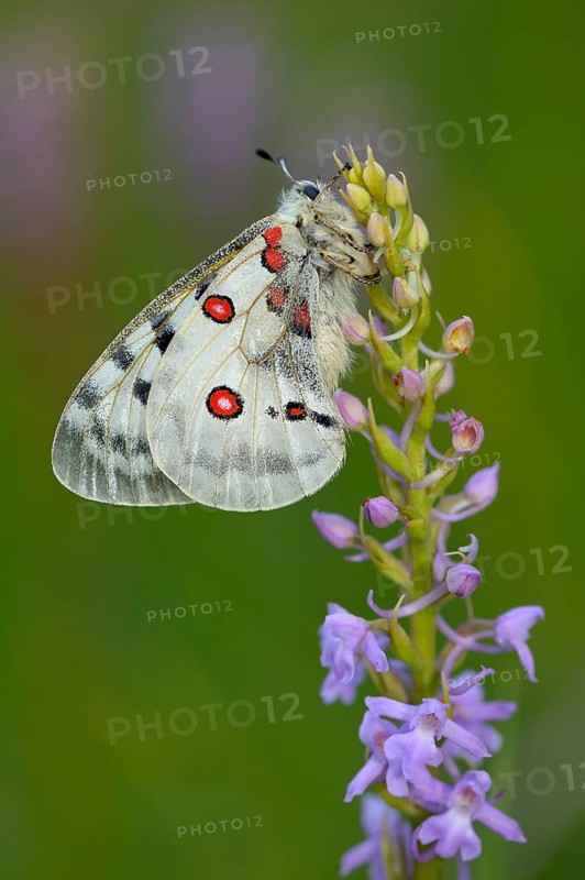 Apollo Butterfly (Parnassius apollo) on a Short-spurred Fragrant Orchid (Gymnadenia odoratissima)