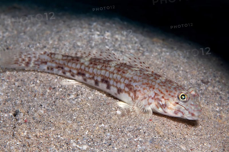 Decor goby (Istigobius decoratus) on sandy bottom