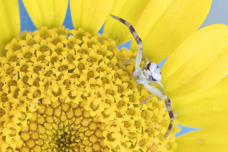 Goldenrod crab spider (Misumena vatia)