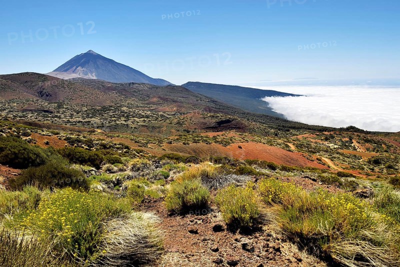 Flowering flixweed (Descurainia bourgaeana) in volcanic landscape