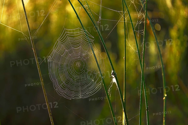 Cycle net of a spider between stalks with morning dew