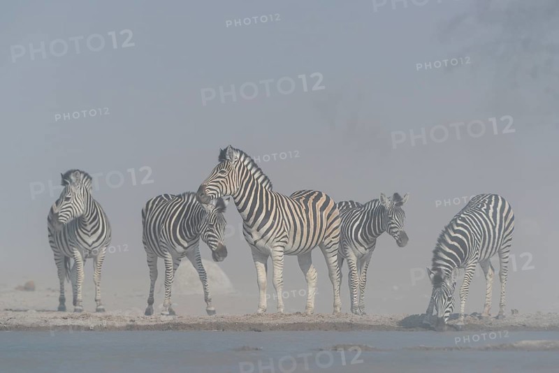 Burchell's Zebras (Equus quagga burchelli)