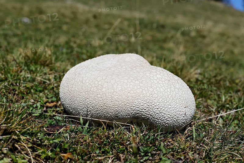 Mosaic Puffball (Lycoperdon utriforme) on a pasture