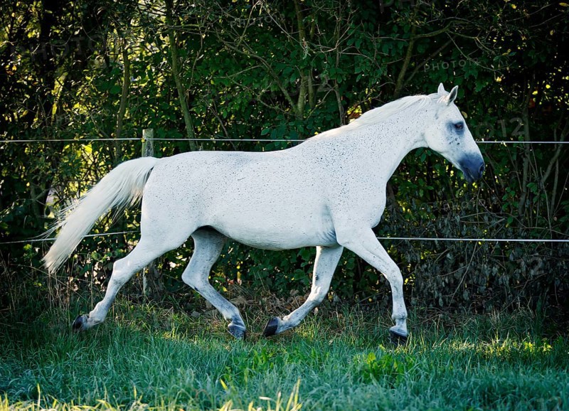 Grey Thuringian Warmblood mare trotting across a paddock