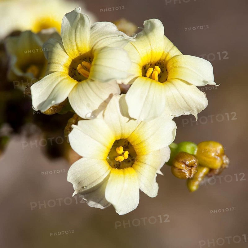 Pale Yellow-eyed Grass or Satin Flower (Sisyrinchium striatum)