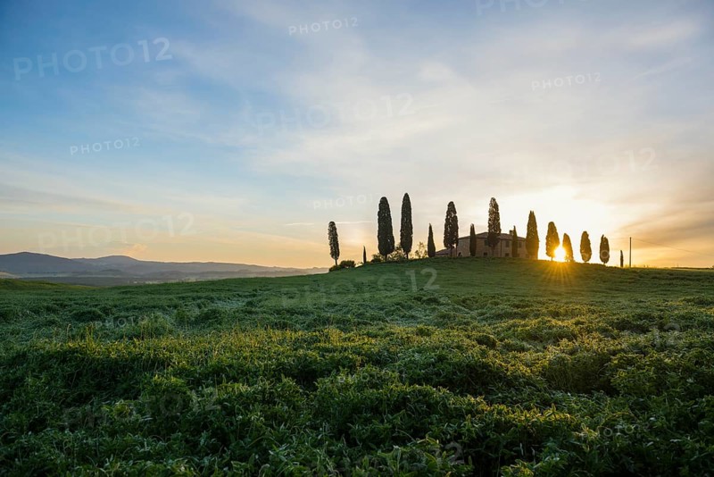 Farm with cypress trees
