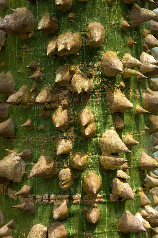 South American Bottle Tree (Ceiba insignis syn. Chorisia insignis)