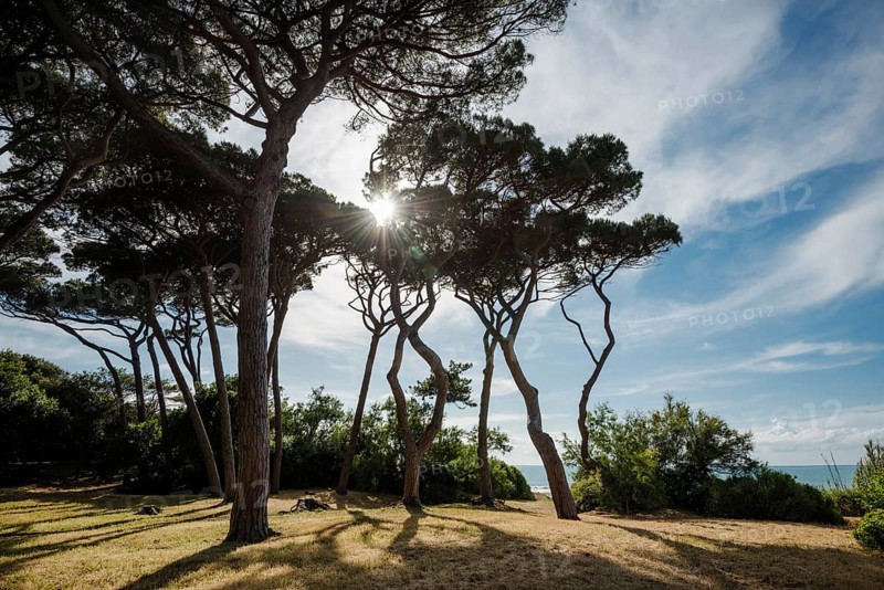 Stone Pines (Pinus pinea)