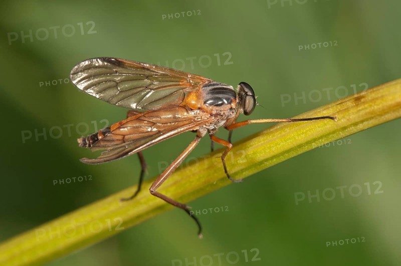 Downlooker Snipefly (Rhagio scolopaceus)